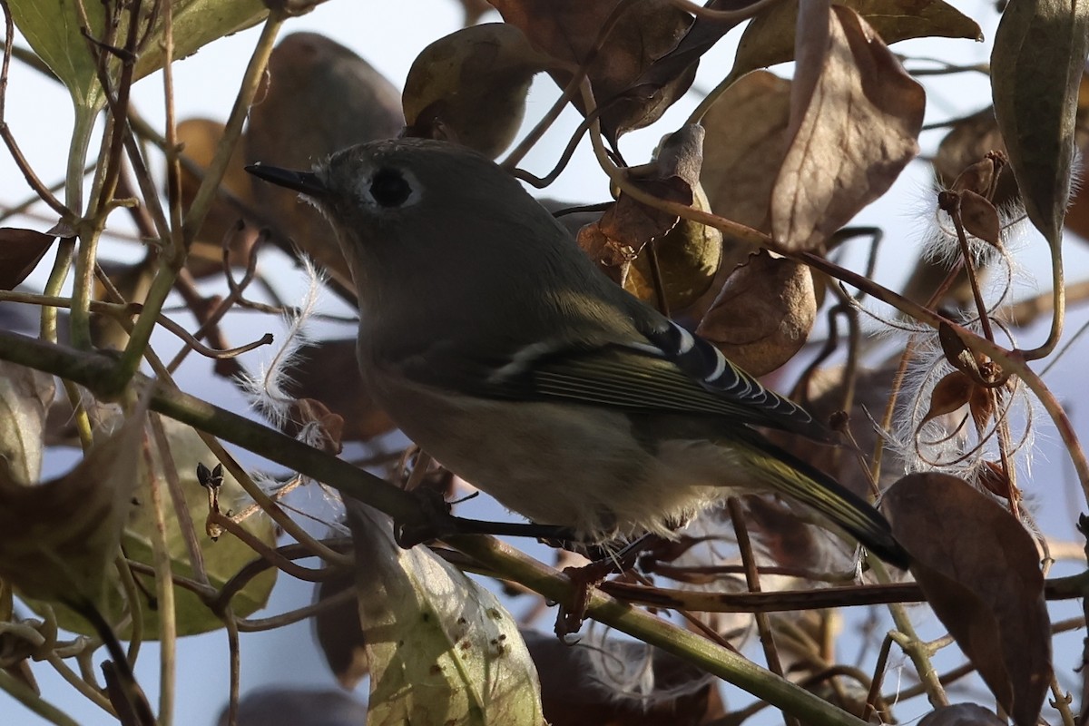 מלכילון אמריקני - ML646051737