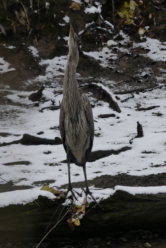Great Blue Heron - ML646051739