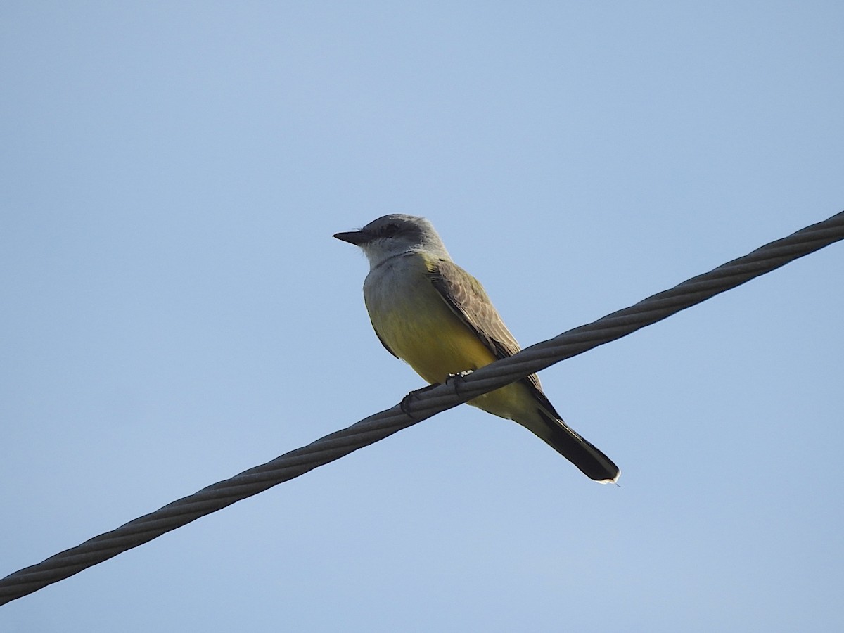 Western Kingbird - ML646051741