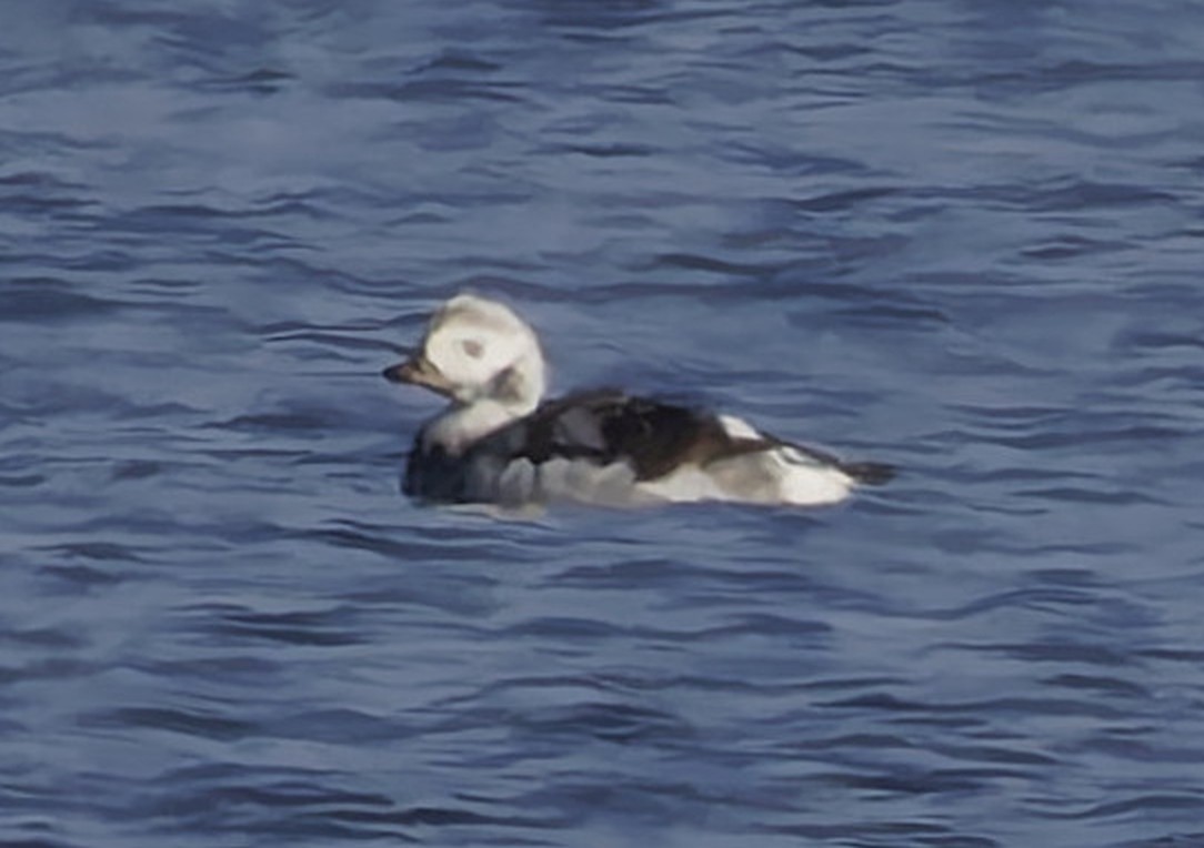 Long-tailed Duck - ML646051751