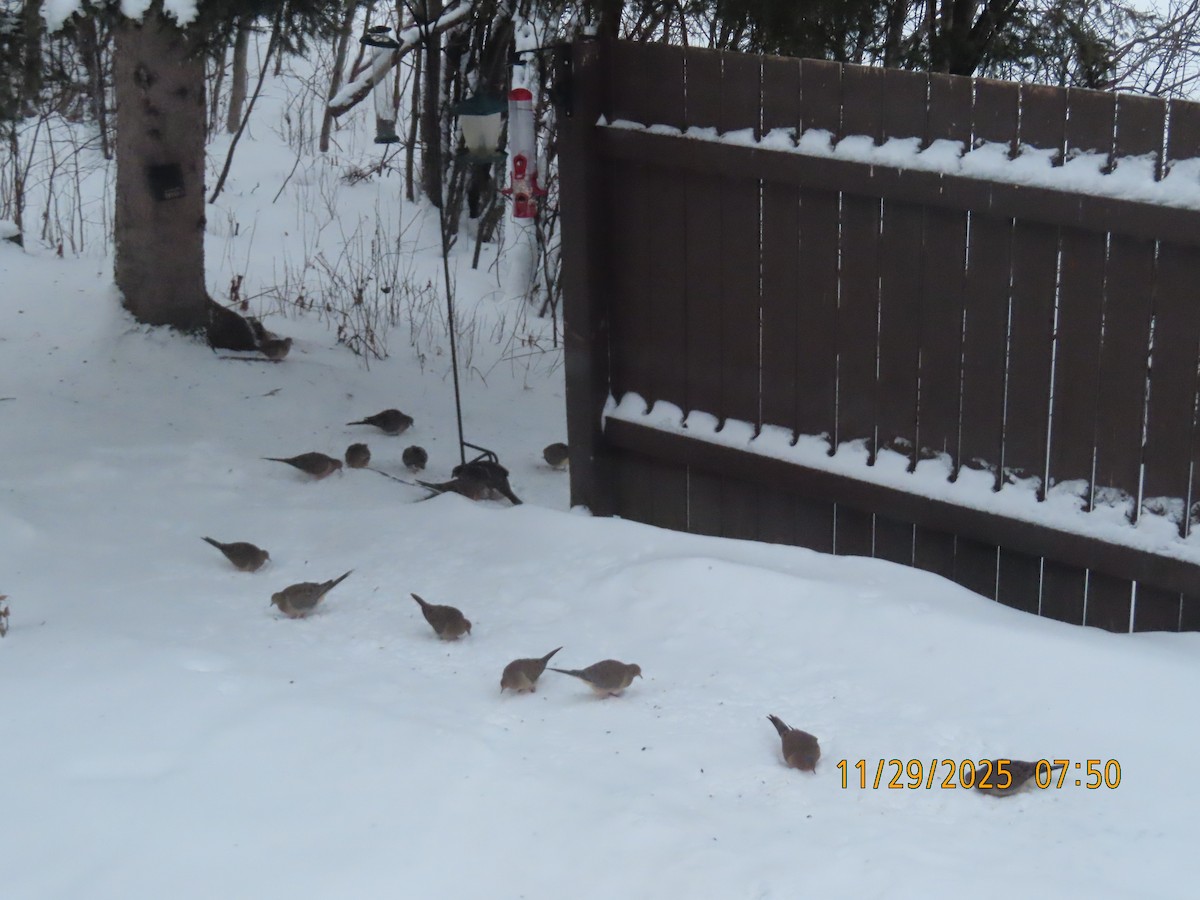 Mourning Dove - ML646051752