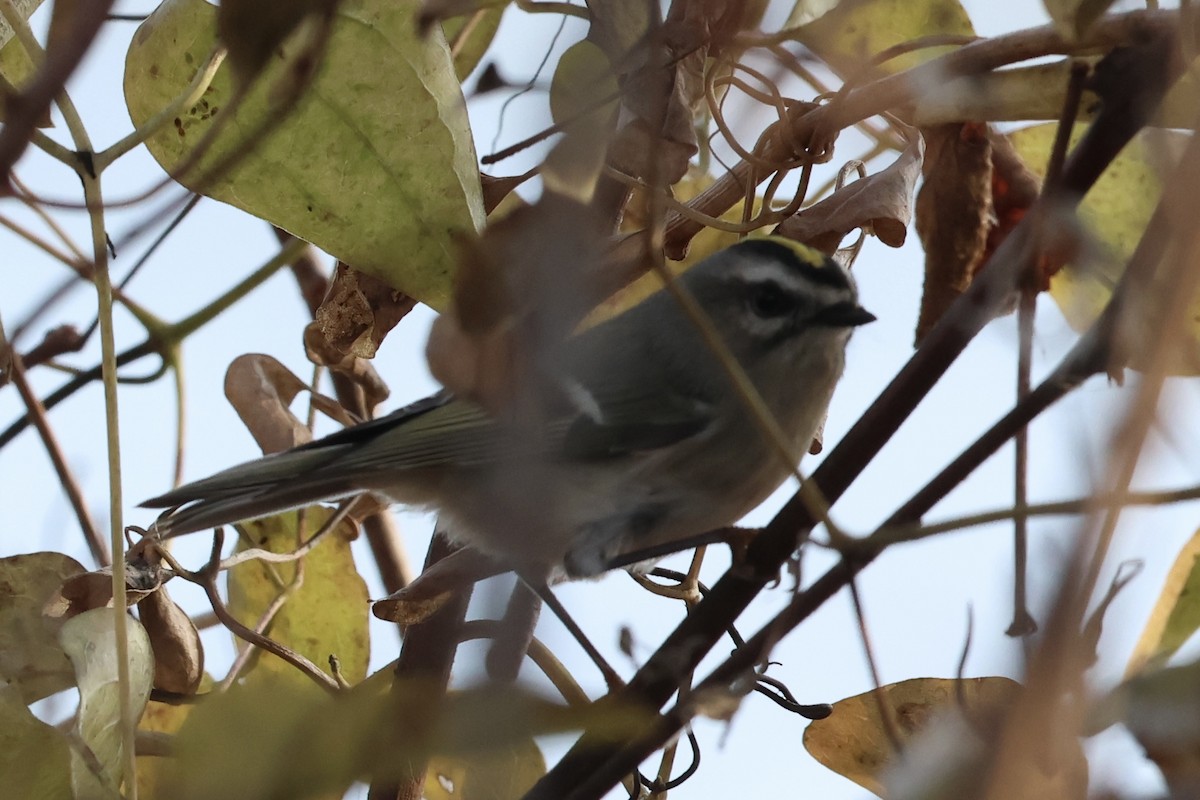 Golden-crowned Kinglet - ML646051754