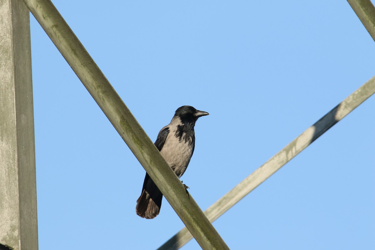 Hooded Crow - ML646051759