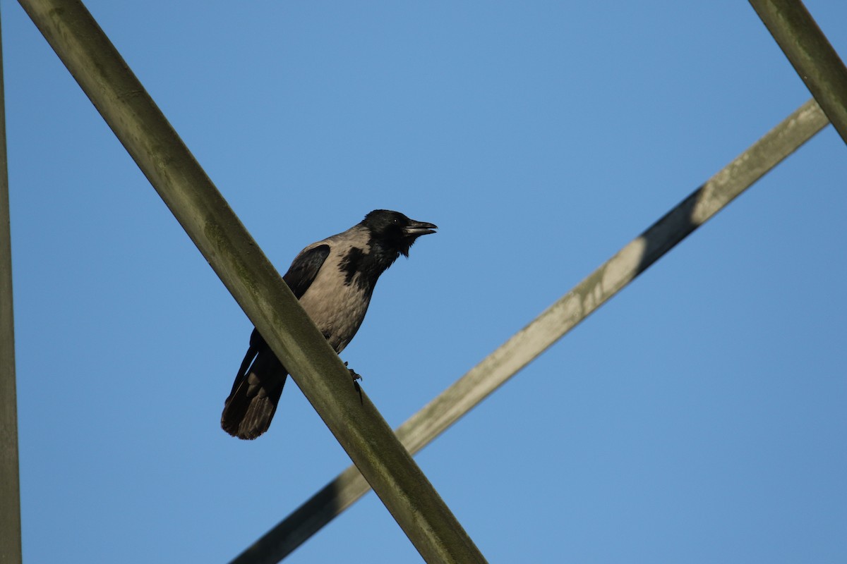Hooded Crow - ML646051763