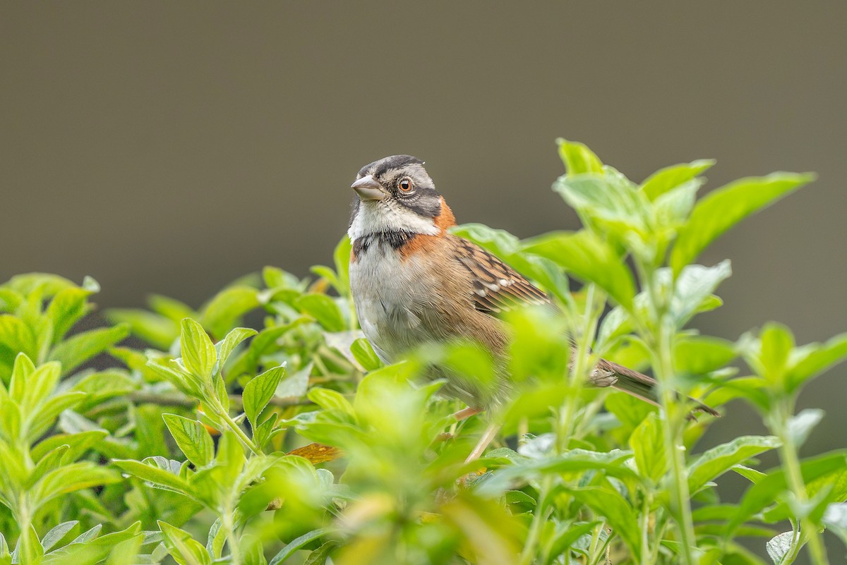 Rufous-collared Sparrow - ML646051771