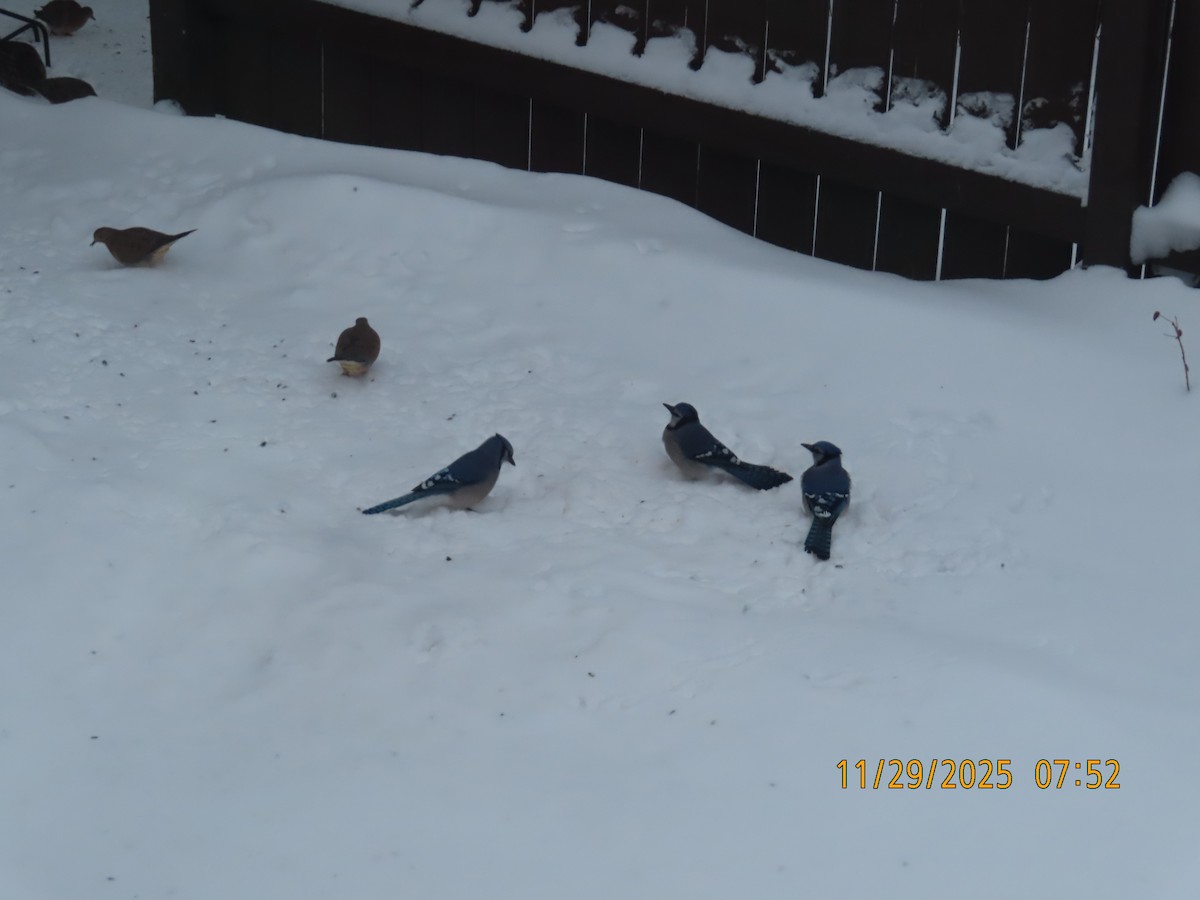 Blue Jay - ML646051774