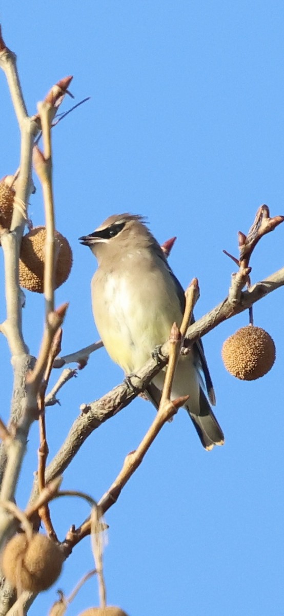 Cedar Waxwing - ML646051780