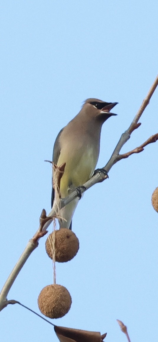 Cedar Waxwing - ML646051781