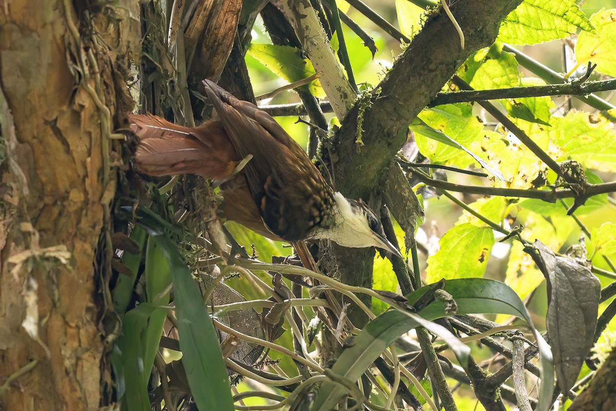 Streaked Tuftedcheek - ML646051783