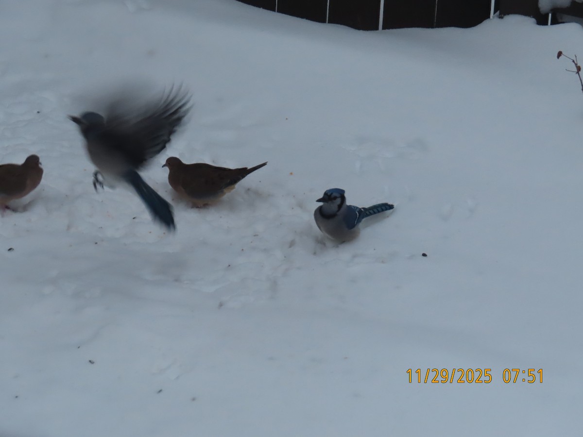 Blue Jay - ML646051786