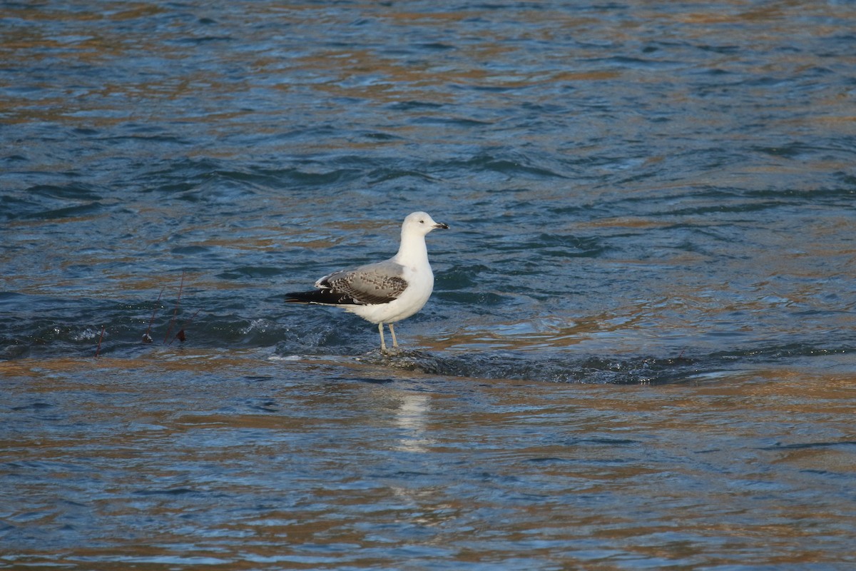 Yellow-legged Gull - ML646051789