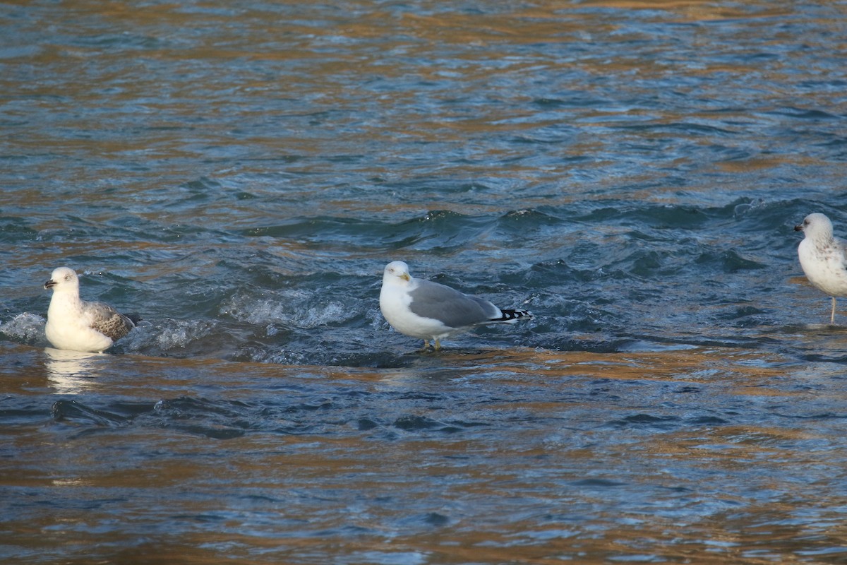 Yellow-legged Gull - ML646051791