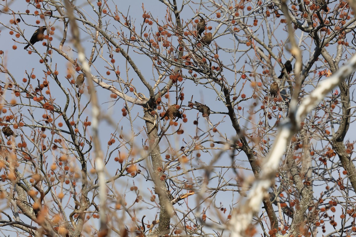 Еполетник червоноплечий - ML646051792