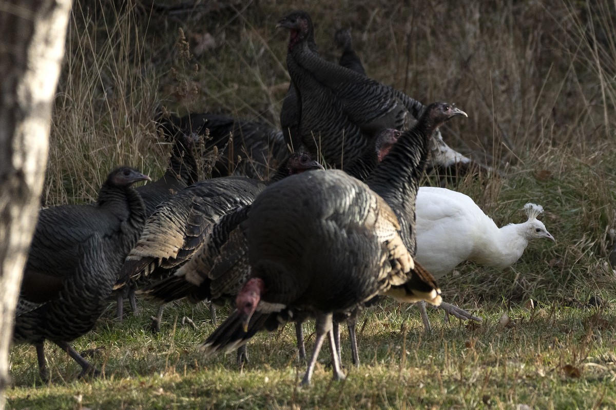 Wild Turkey - ML646051793