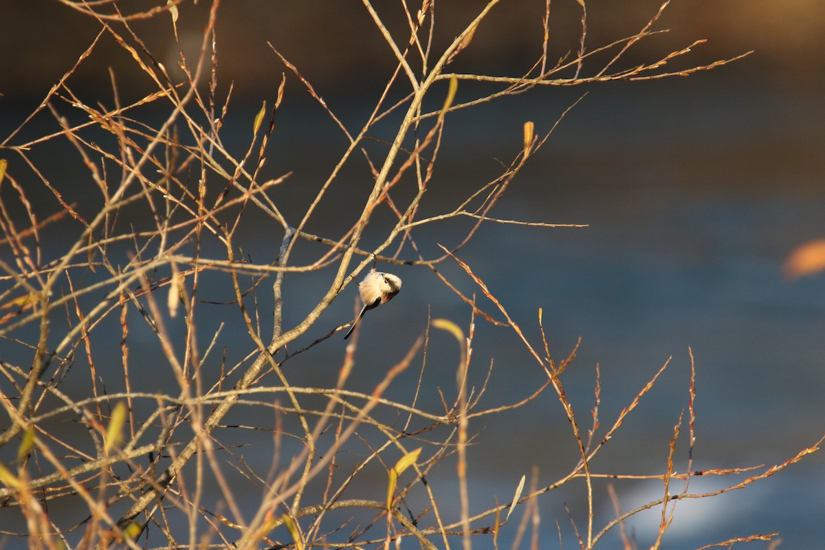 Long-tailed Tit - ML646051797