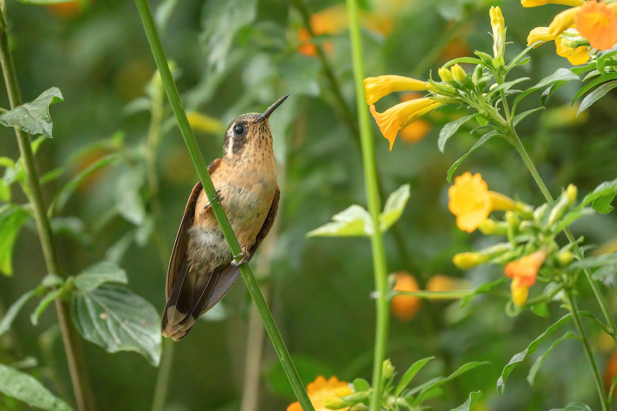 Speckled Hummingbird - ML646051799