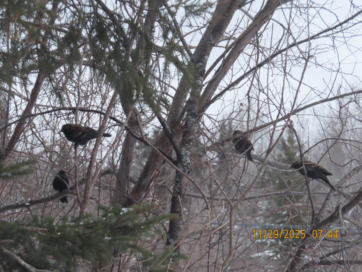 Red-winged Blackbird - ML646051801