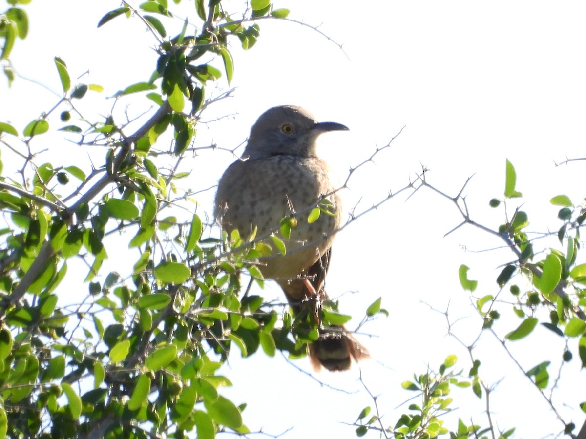Bendire's Thrasher - ML646051802