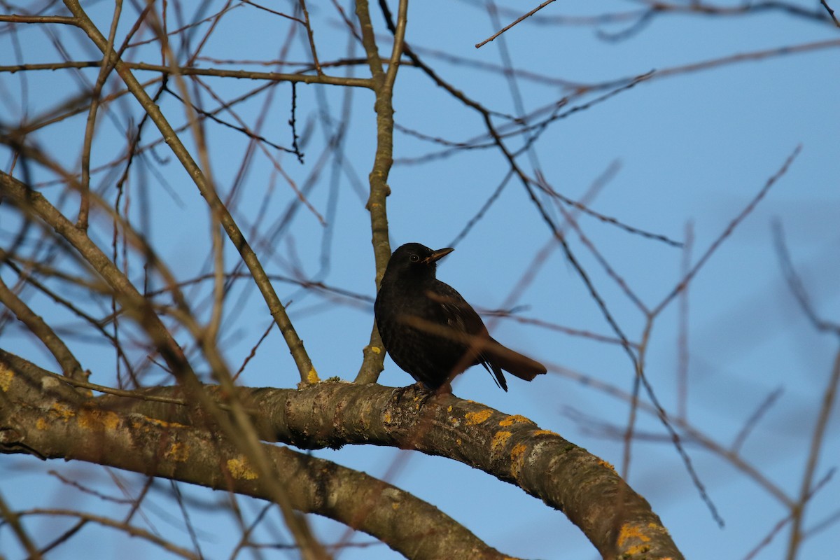 Eurasian Blackbird - ML646051810