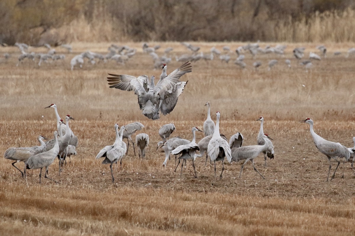 jeřáb kanadský - ML646051811
