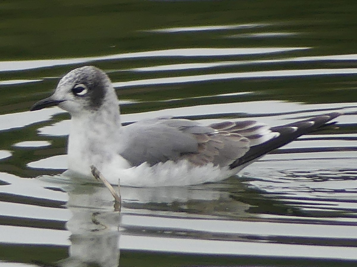 Franklin's Gull - ML646051814