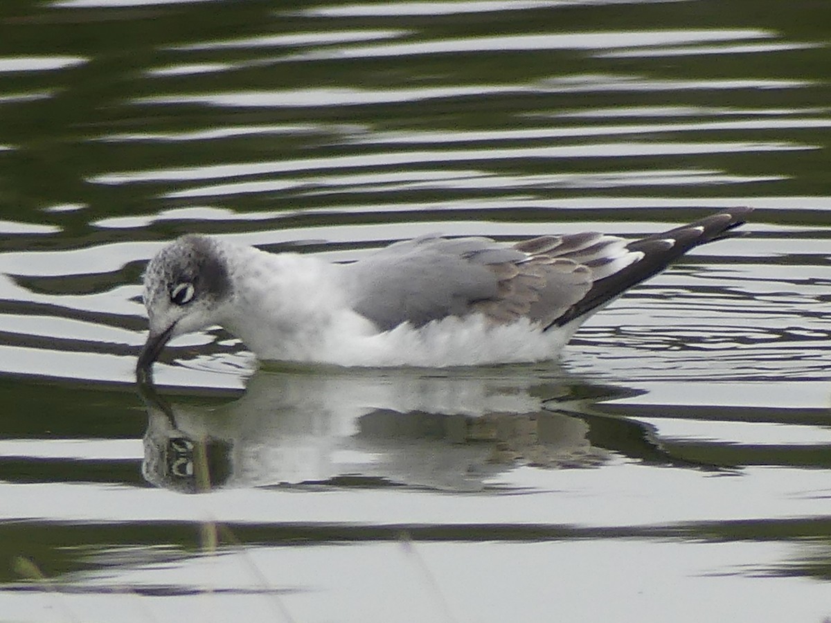 Franklin's Gull - ML646051815