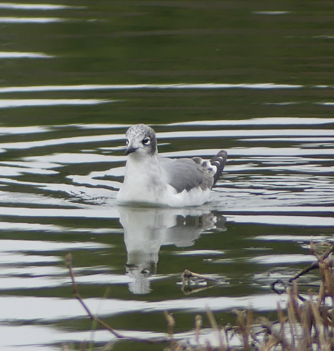 Franklin's Gull - ML646051816