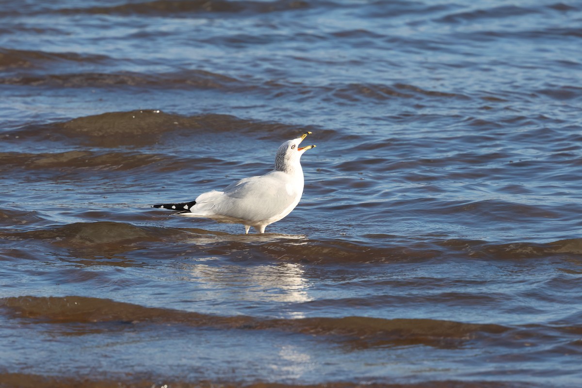 Ring-billed Gull - ML646051817