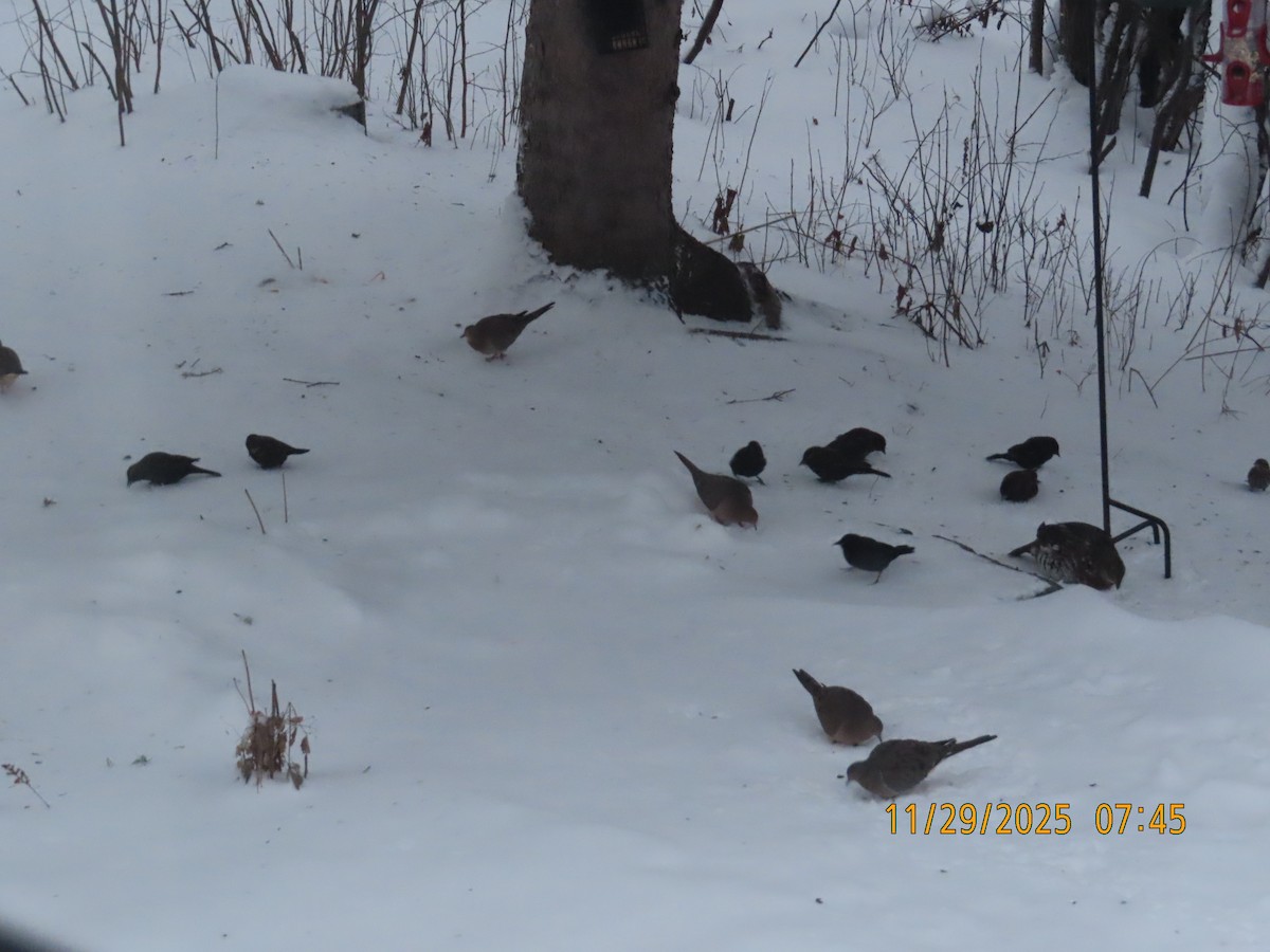 Red-winged Blackbird - ML646051825