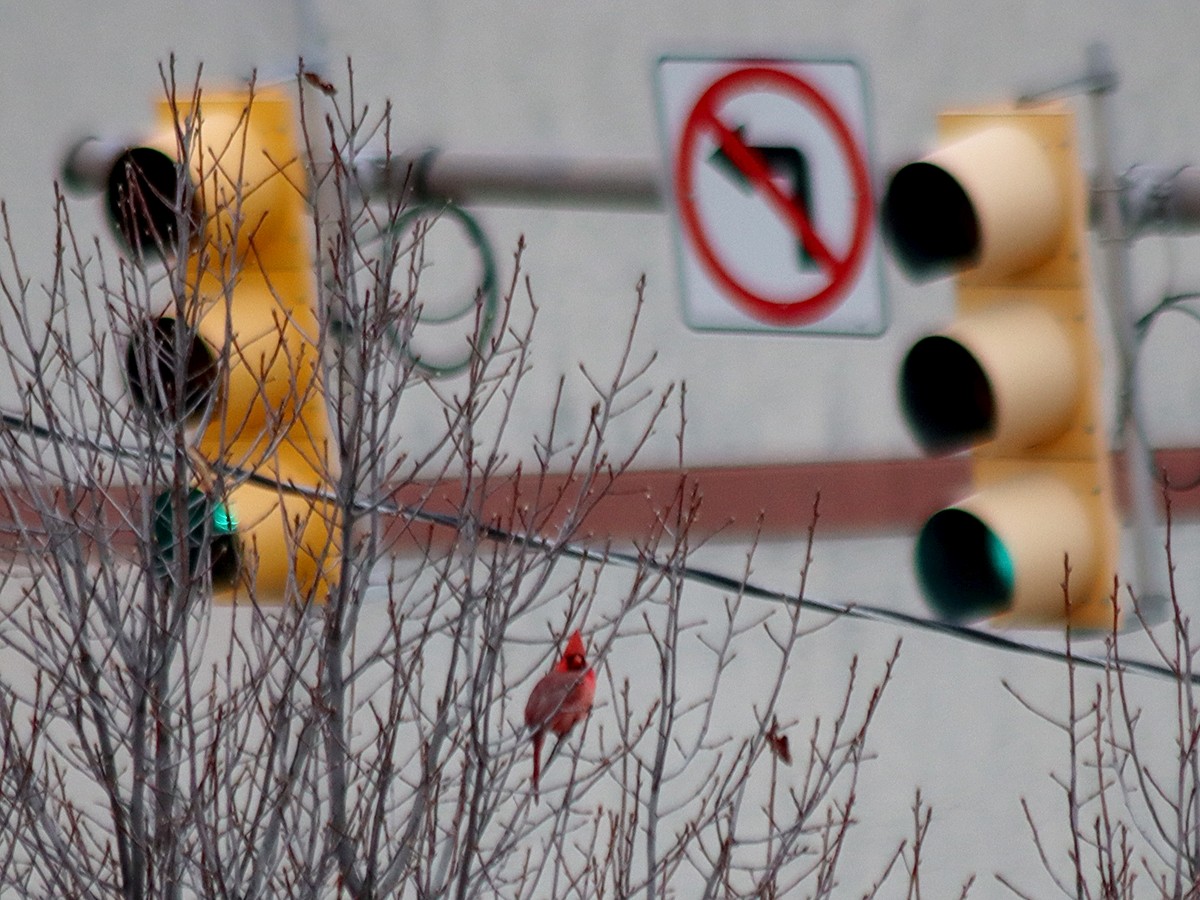 Northern Cardinal - ML646051827