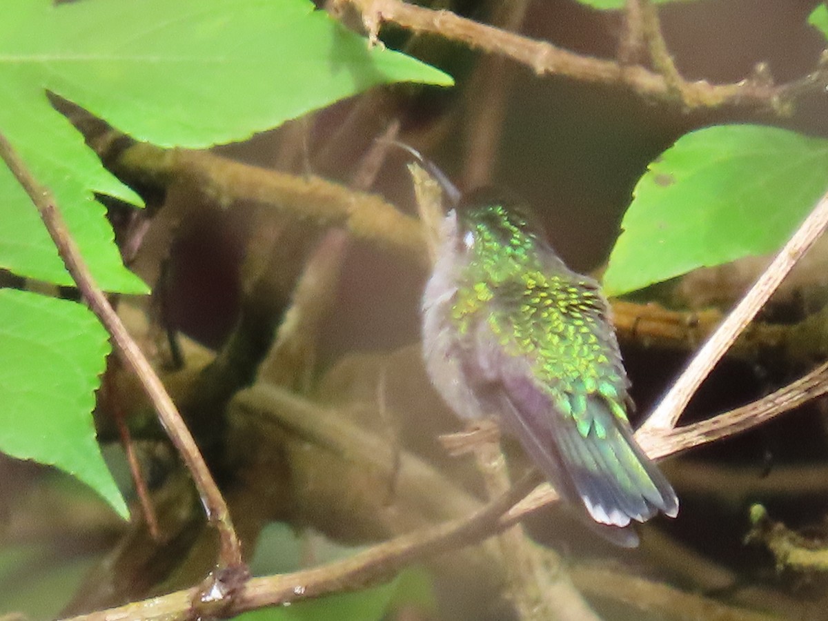 Violettkopfkolibri - ML646051828