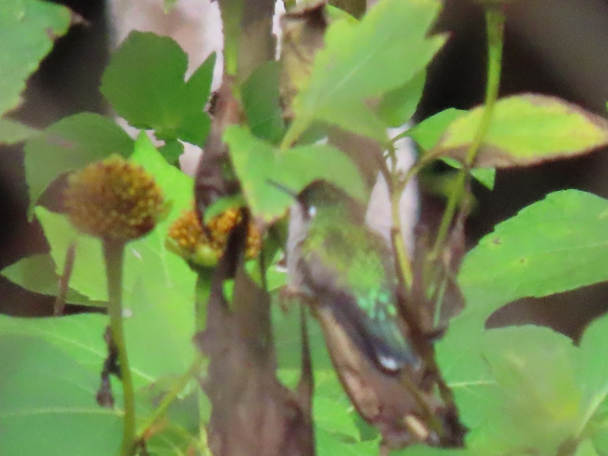 Violettkopfkolibri - ML646051830