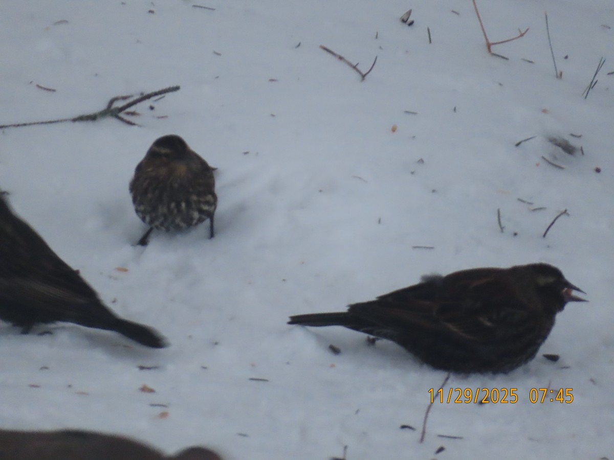 Red-winged Blackbird - ML646051834