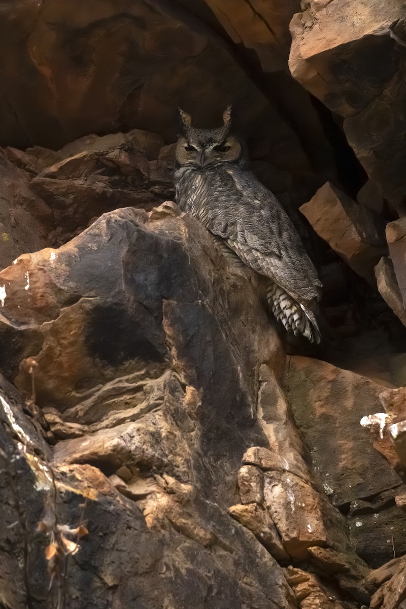 Virginiauhu - ML646051836