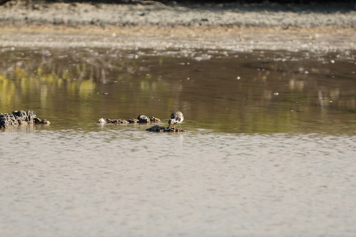 Steinwälzer - ML646051837