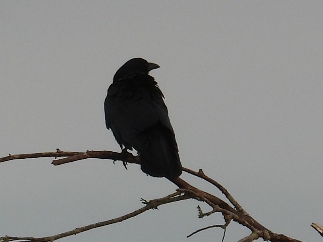 Amerikakrähe - ML646051838