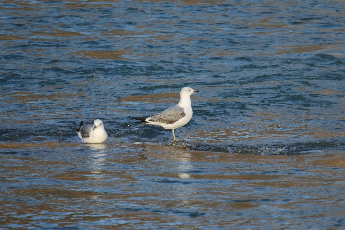 Mittelmeermöwe - ML646051840