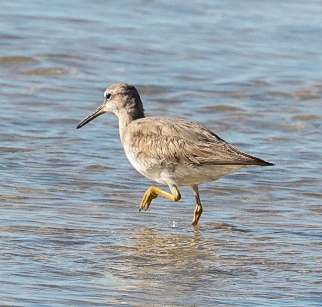 Grauschwanz-Wasserläufer - ML646051841