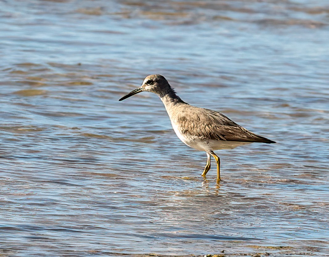 Grauschwanz-Wasserläufer - ML646051842