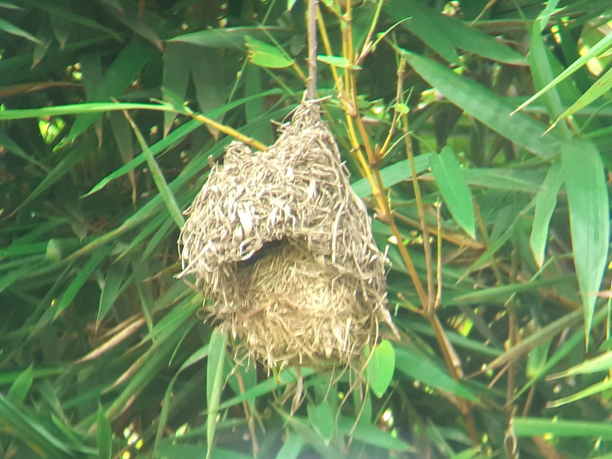 Safranweber - ML646051844