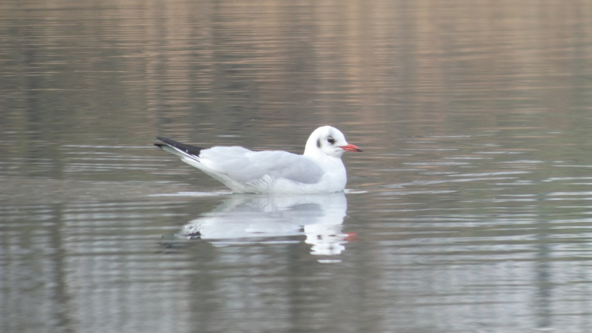 Lachmöwe - ML646051845