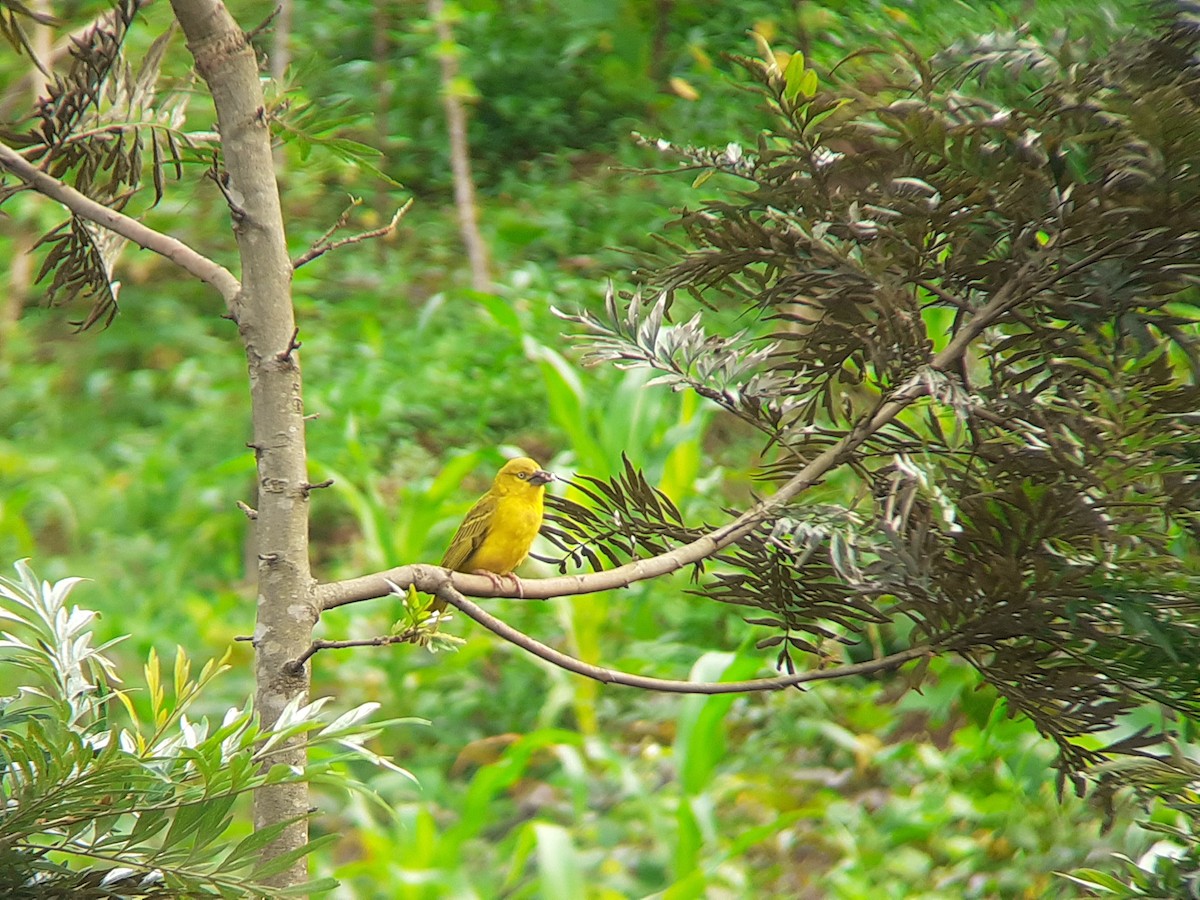 Safranweber - ML646051846