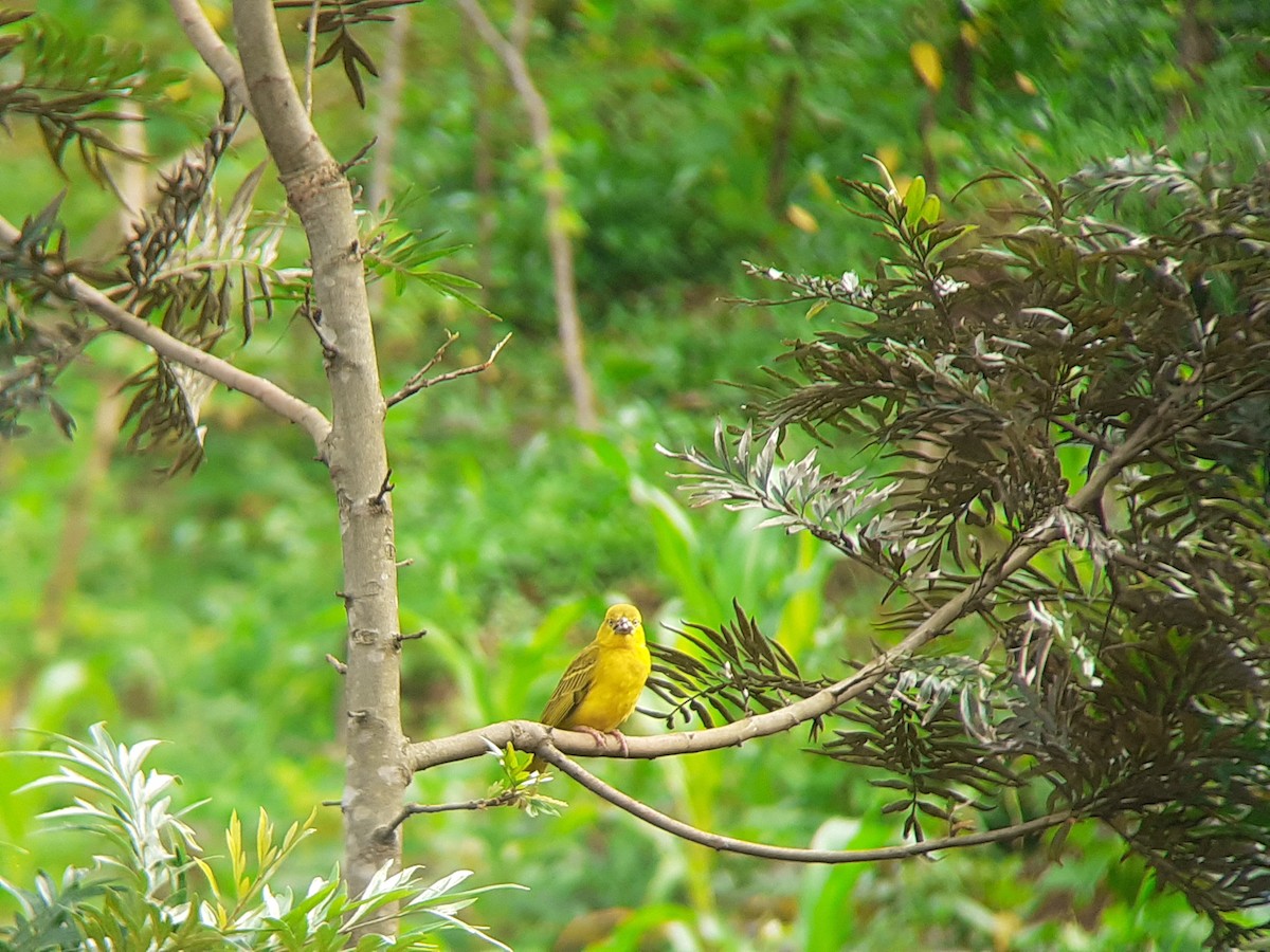 Safranweber - ML646051847