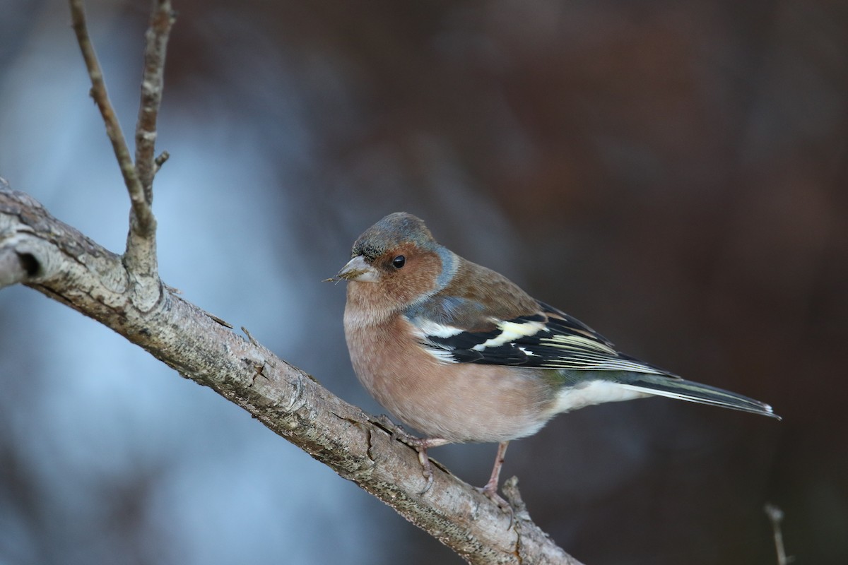 Buchfink - ML646051850