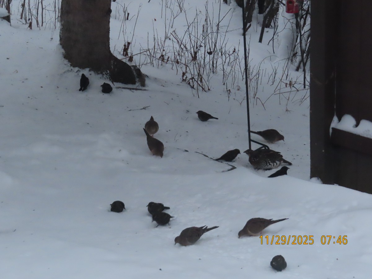 Red-winged Blackbird - ML646051851