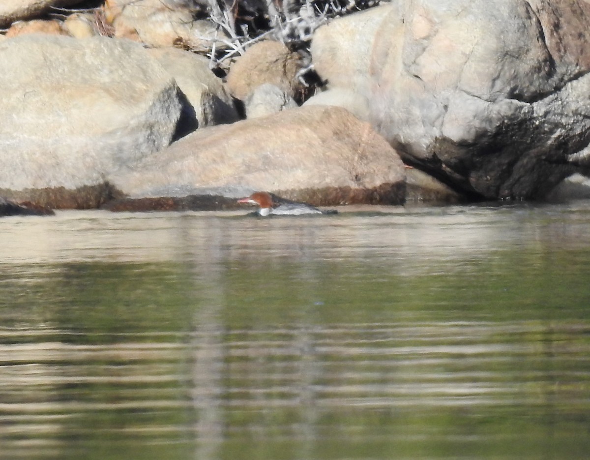 Gänsesäger - ML646051852