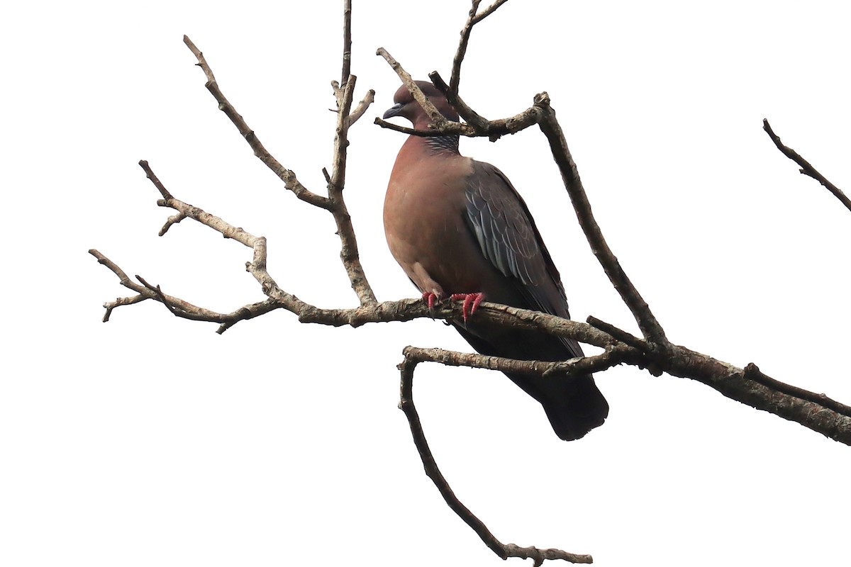 Picazurotaube - ML646051853