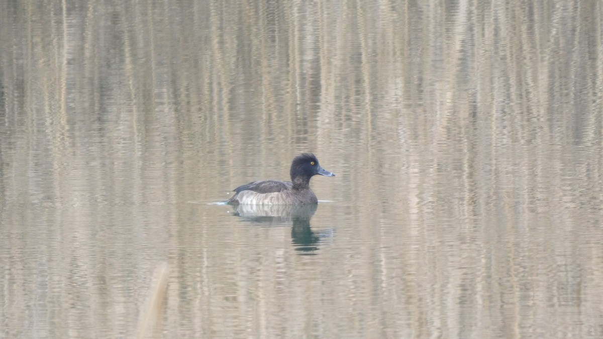 Reiherente - ML646051854