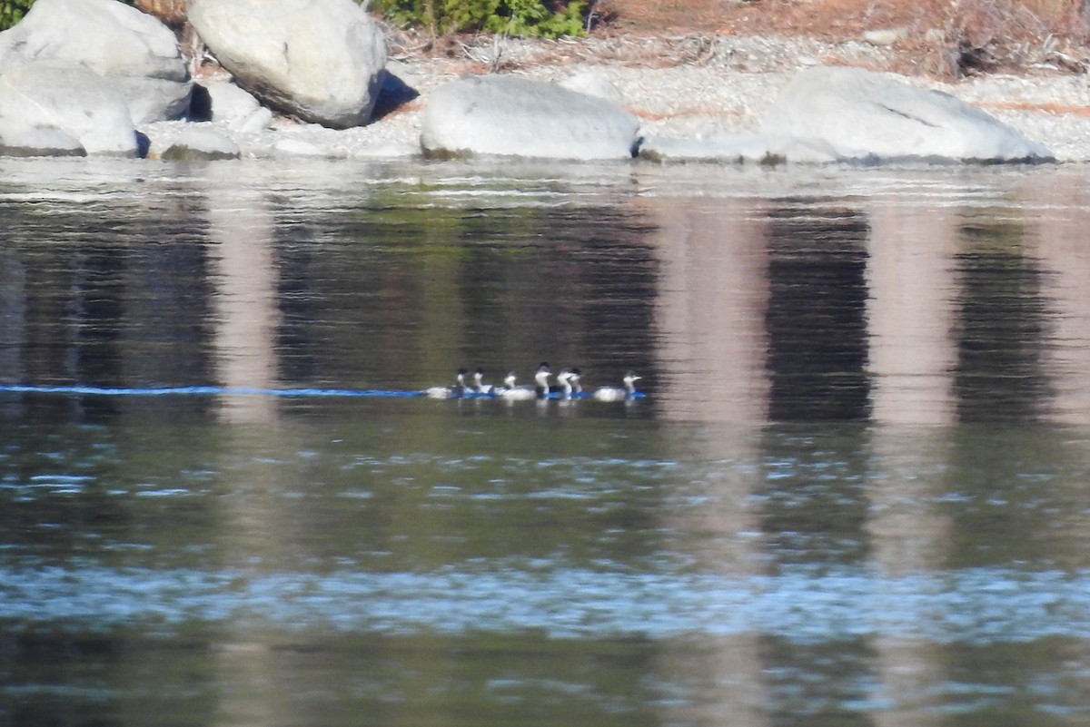 Schwarzhalstaucher - ML646051856