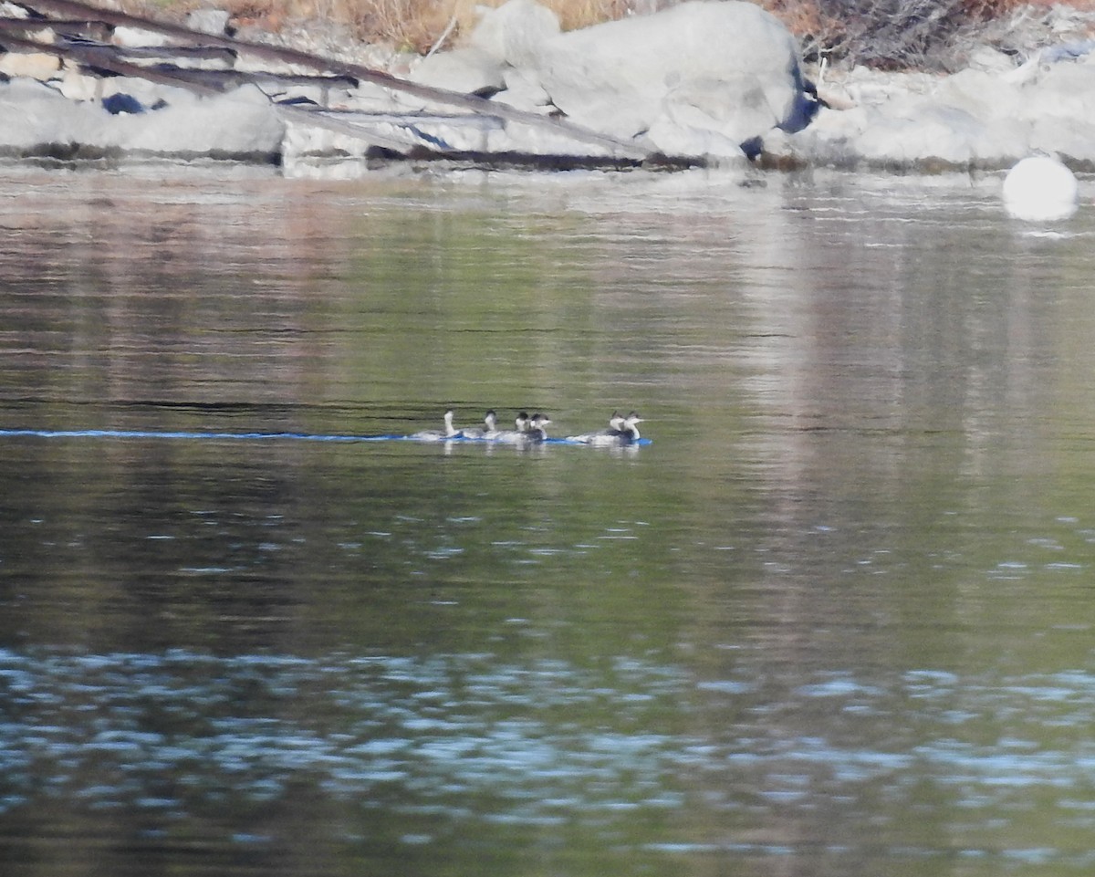 Schwarzhalstaucher - ML646051857